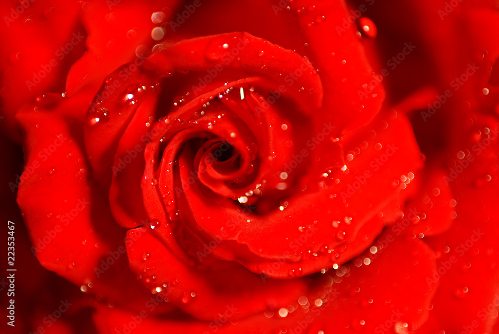 ROSAL, ROSA ROJA ROSAL, ROSA ROJA