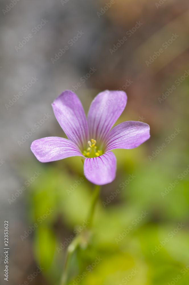 Fototapeta premium ムラサキカタバミの花