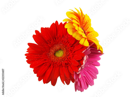 Colored gerberas flowers