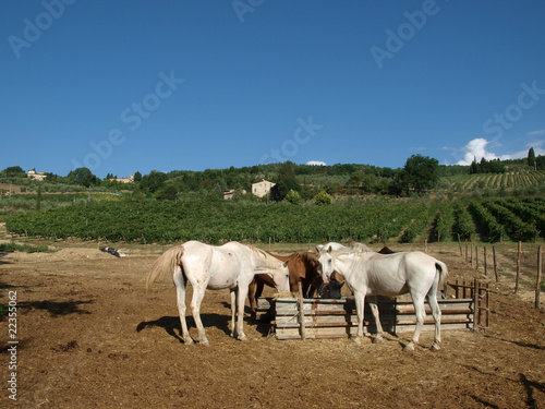 herd of horses among the vineyards