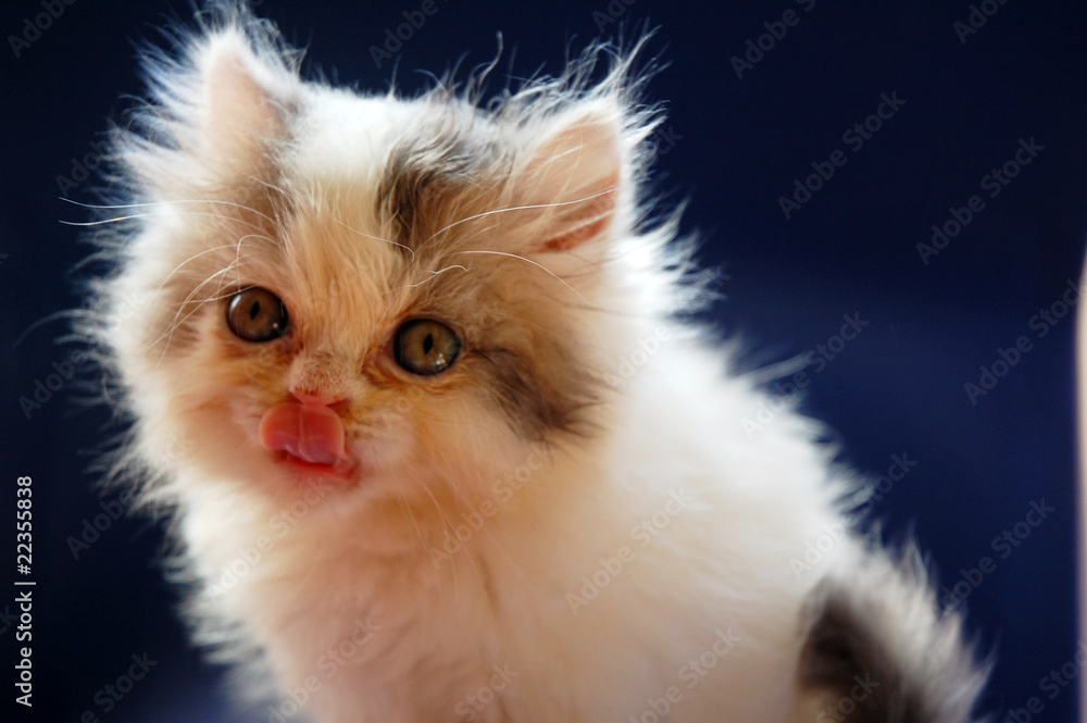 close up of persian kitten with blue background
