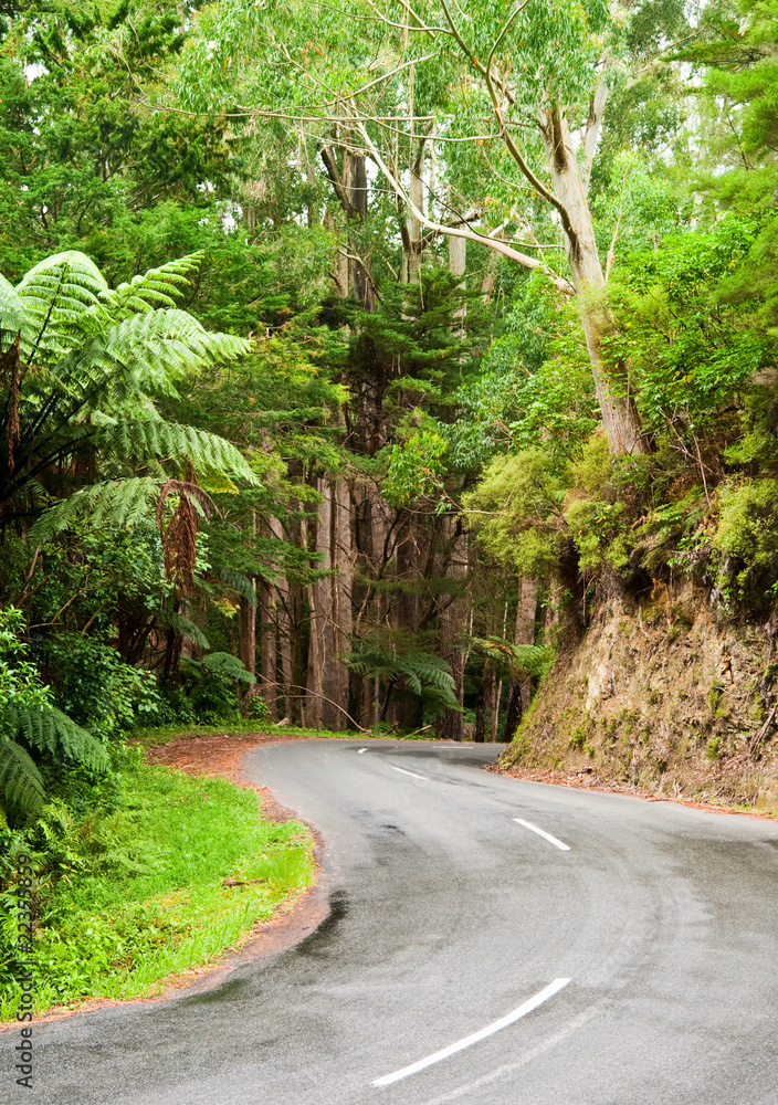 Rainforest road