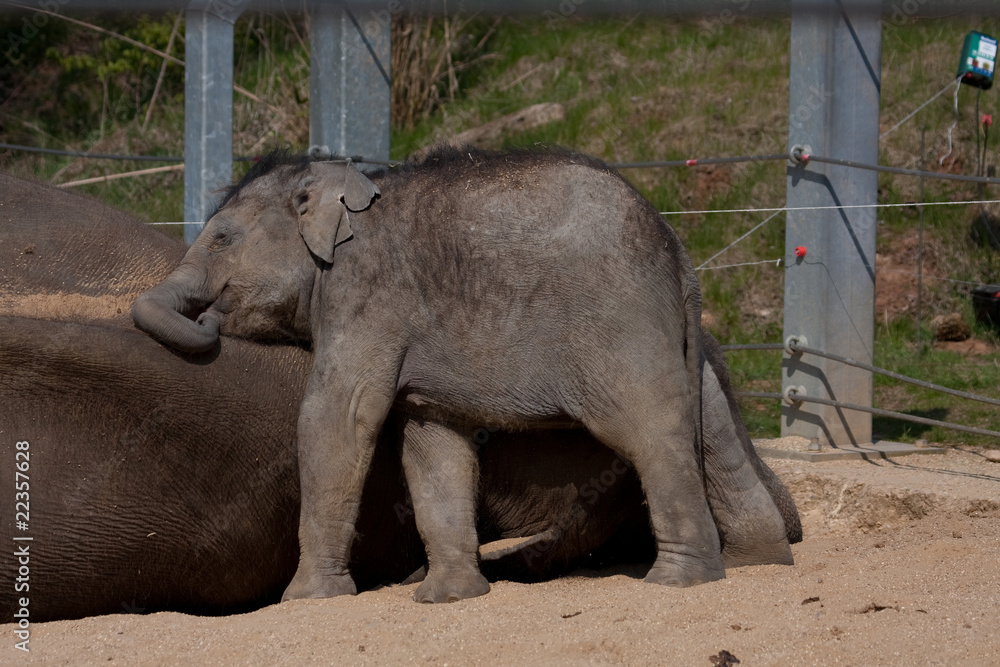 Fototapeta premium Baby Elephant