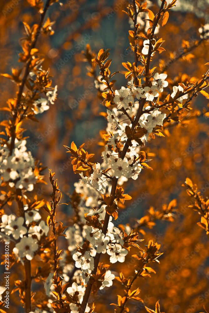 pring apricot tree branches