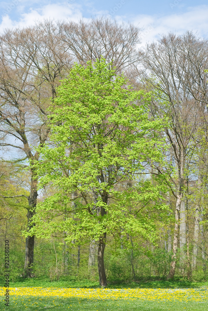Obraz premium Tree with Early Spring Colors