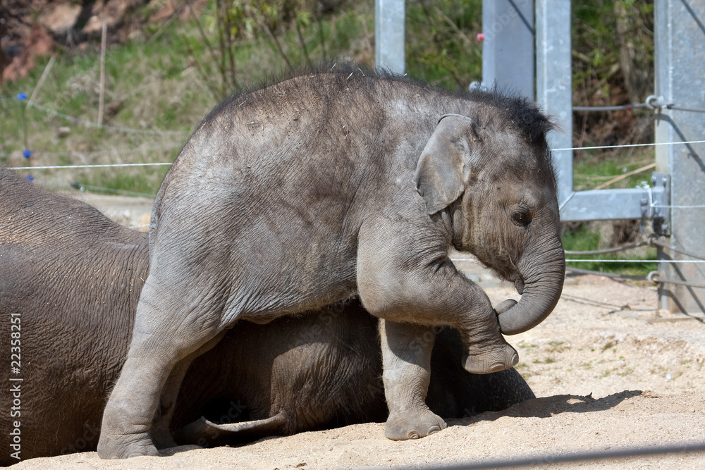 Naklejka premium Baby Elephant