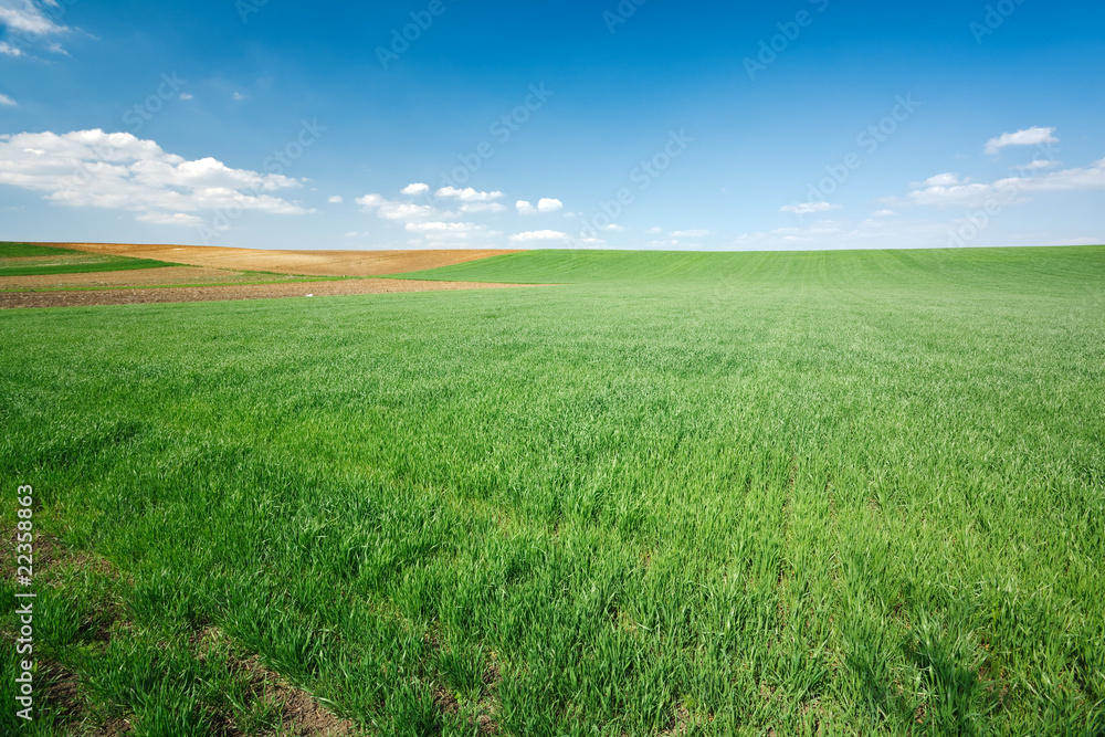 Obraz premium Green wheat field and blue sky