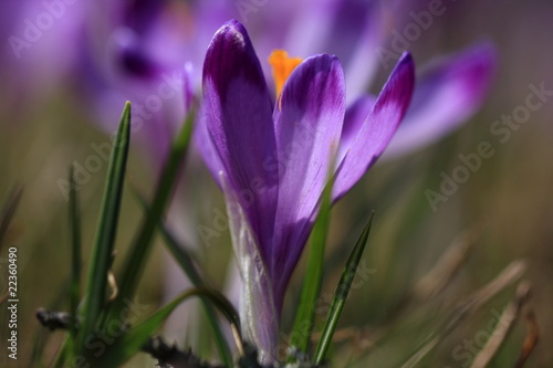 krokus- szafran, fotografia wiosennych kwiatów, pierwsze kwiaty wiosny, plakat botaniczny
