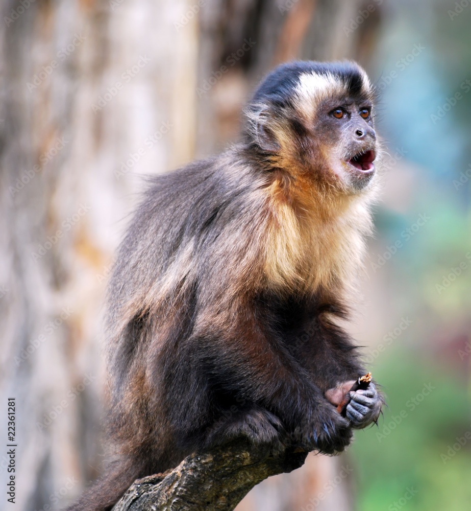 macaque monkey scream macaque monkey scream