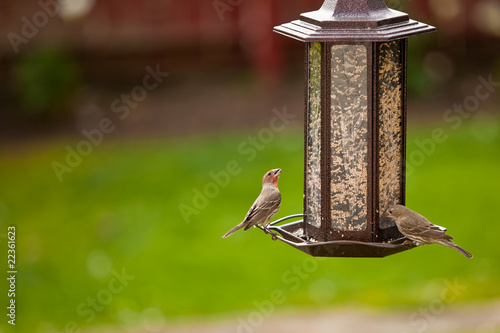 Wallpaper Mural Gold and House Finches birds on a hanging bird feeder. Torontodigital.ca
