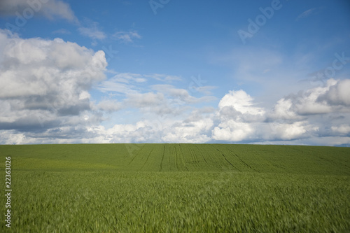 Spring farm fields