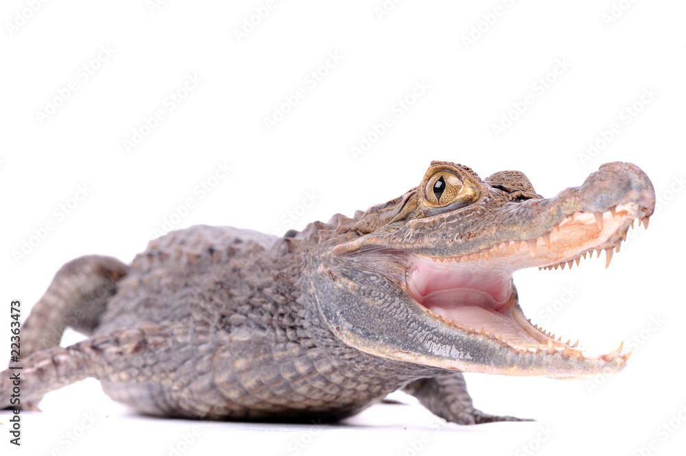 Fototapeta premium close-up of alligator on the white background