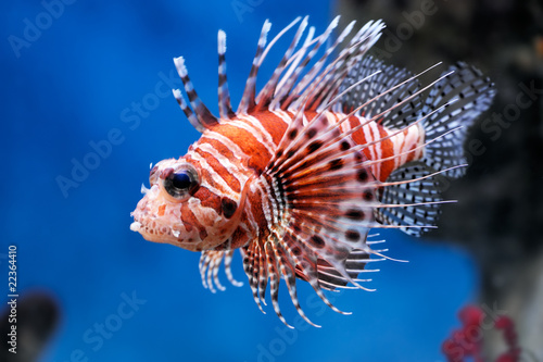 Lionfish (Pterois mombasae) photo