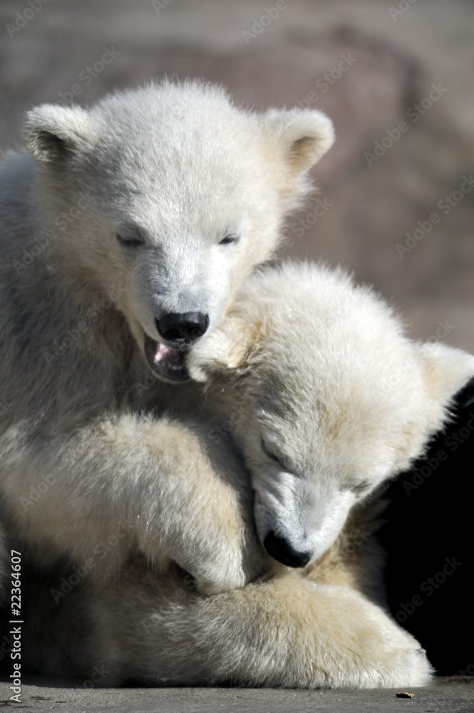 Two little polar bear cubs playing Two little polar bear cubs playing