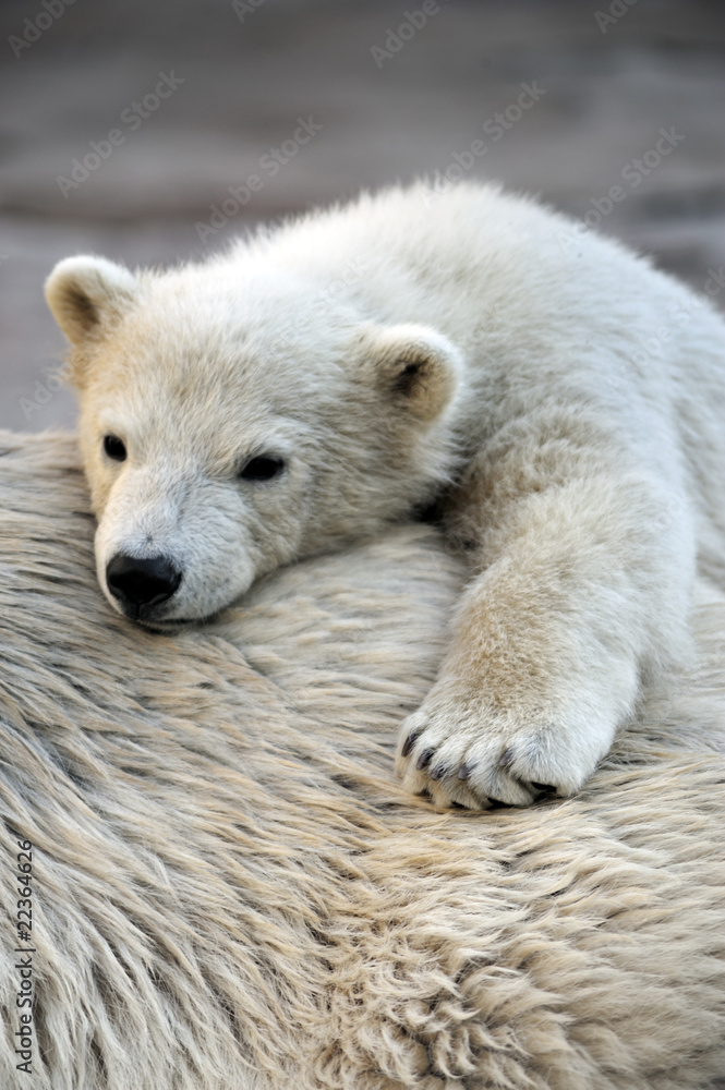 Little polar bear cub having a rest at his mom`s back Little polar bear cub having a rest at his mom`s back