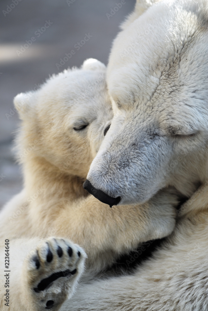 Fototapeta premium Little polar bear cub playing with his mom
