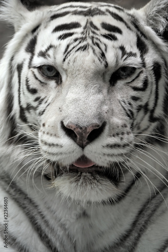 White tigress, close-up portrait