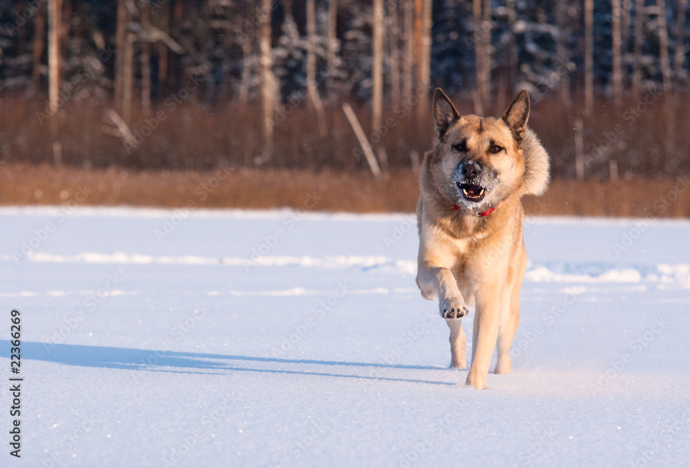 Running West Siberian Laika (Husky) Running West Siberian Laika (Husky)