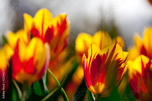 Yellowred tulips