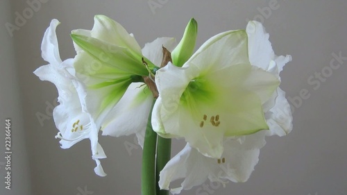 Amaryllis Zeitraffer photo