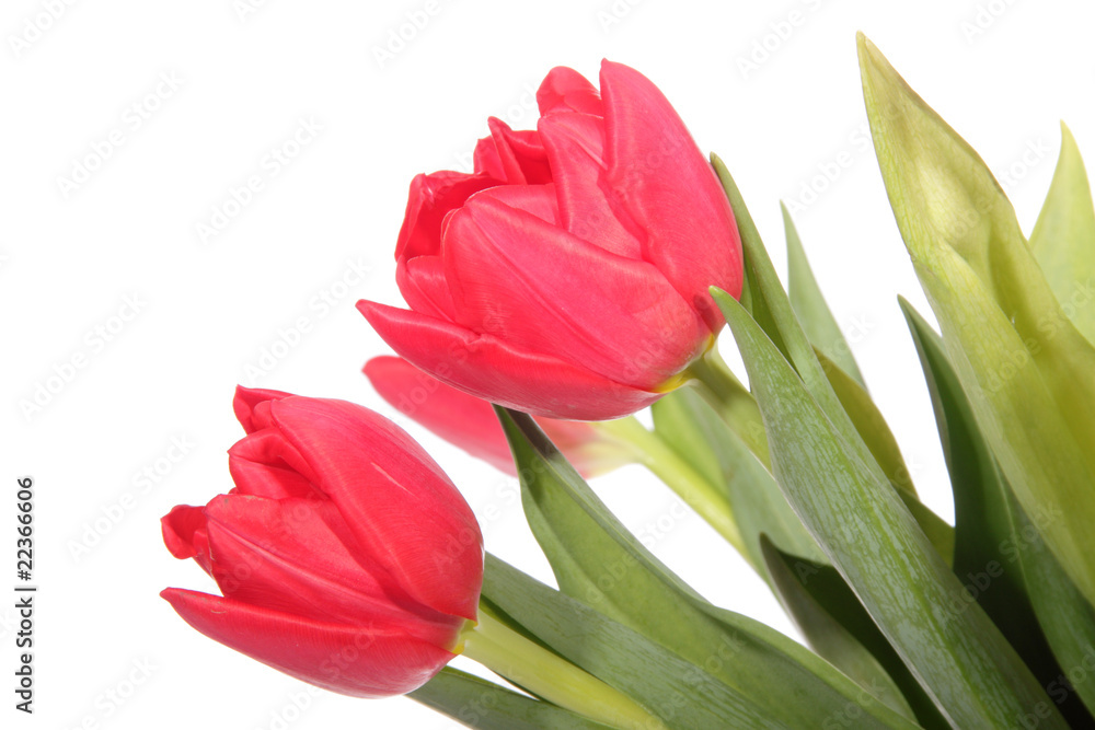 Fototapeta premium Red tulip