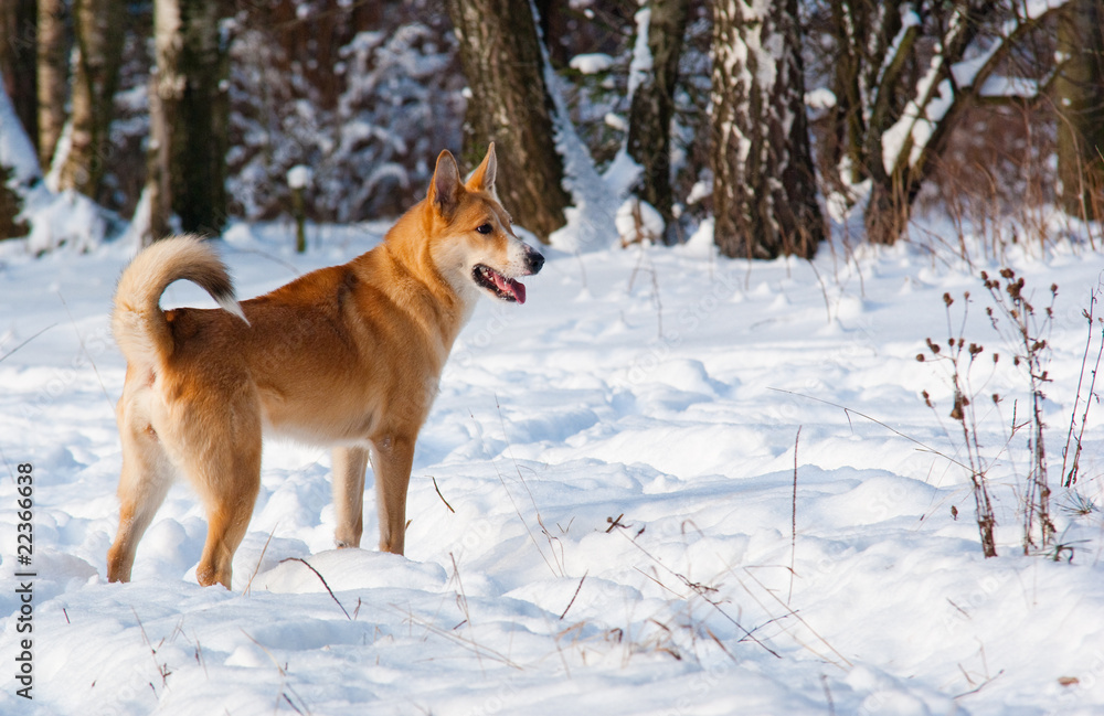 Mixed-breed dog in winter forest