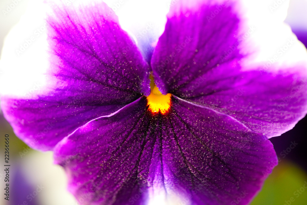 Purple viola