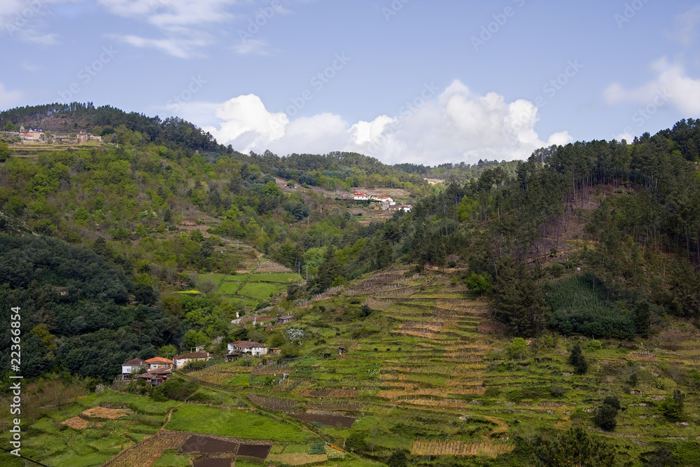 Naklejka premium paisaje de amandi, cañon del sil, orense, españa