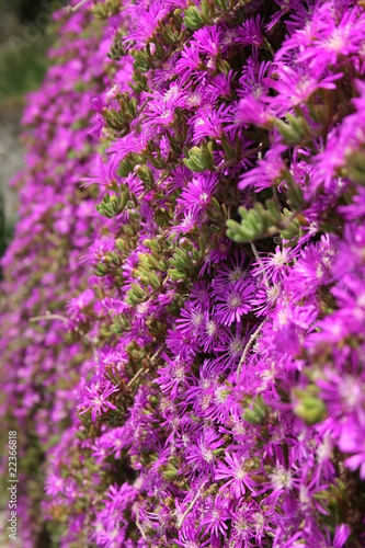 Little Purple Flowers II