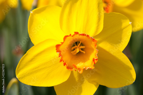 Beautiful yellow daffodil