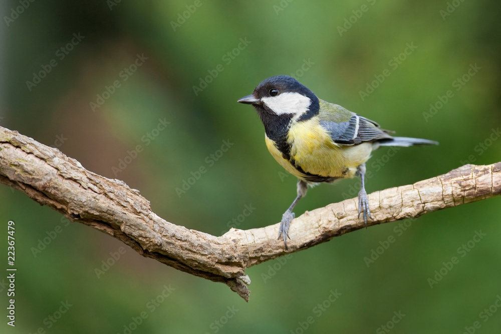 mésange charbonnière oiseau jardin cuicui branche perché perchoi