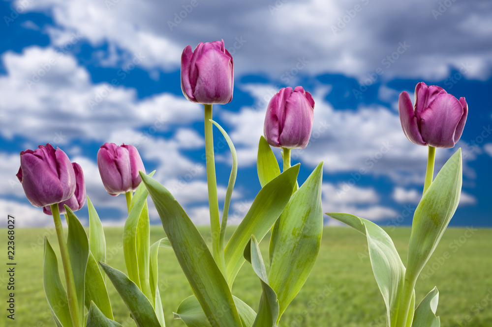 Naklejka premium Purple Tulips Over Grass Field and Sky