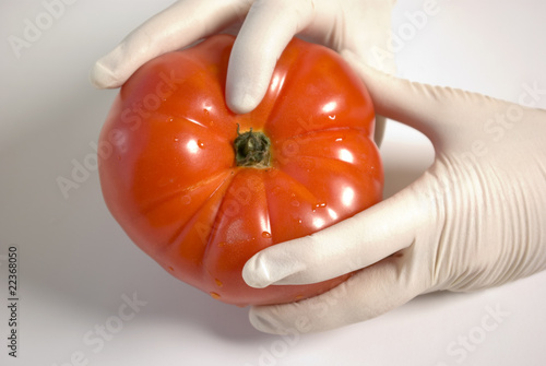 tomato photo