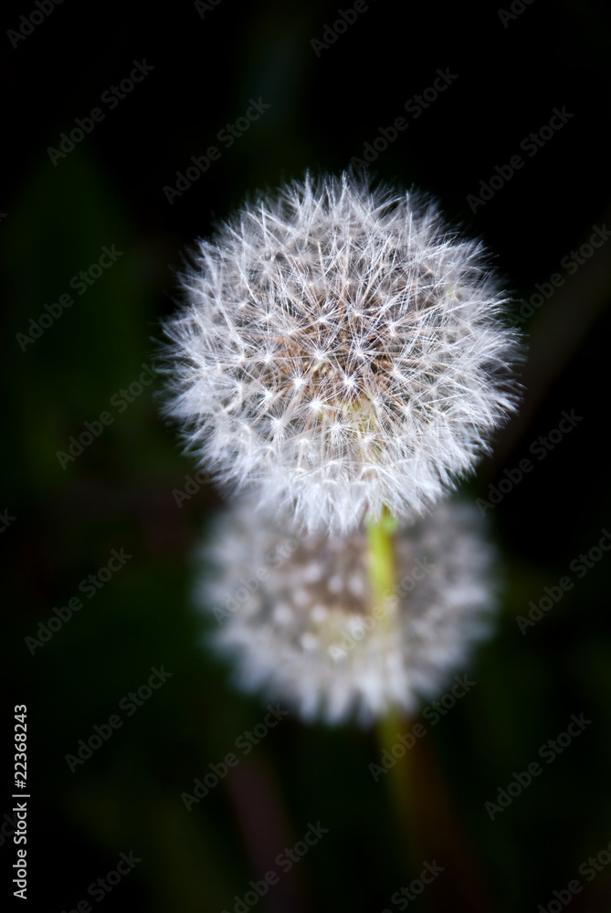 Obraz premium Dandelion in Bloom - Close-up