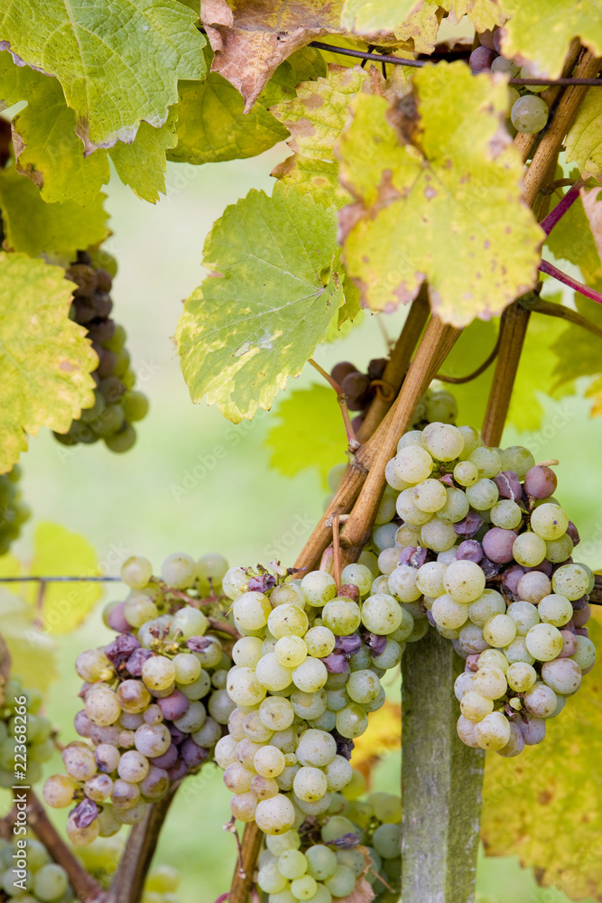 grapes (Weiser Riesling), Germany