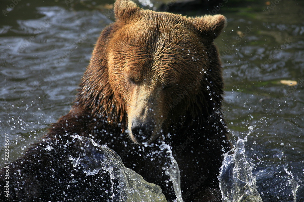 Obraz premium braunbär