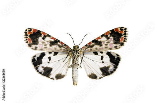 Salt and pepper moth, Utetheisa lotrix photo