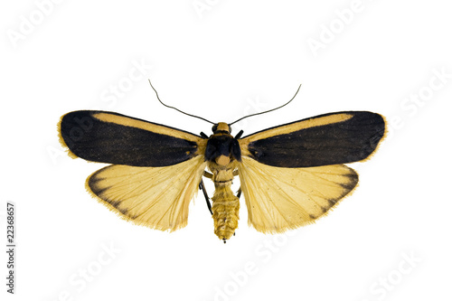 Lichen moth, Manulea dorsalis