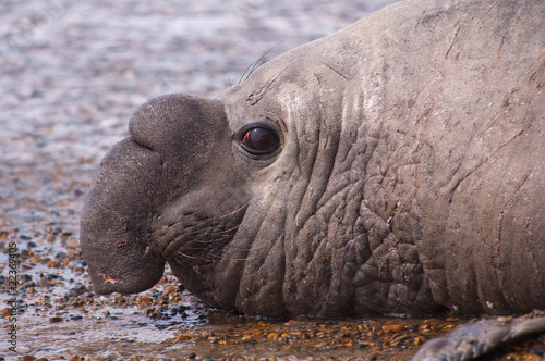 Male Elephant Seal..