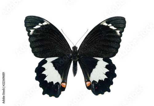 Butterfly - Orchard Swallowtail, male, Papilio Aegeus