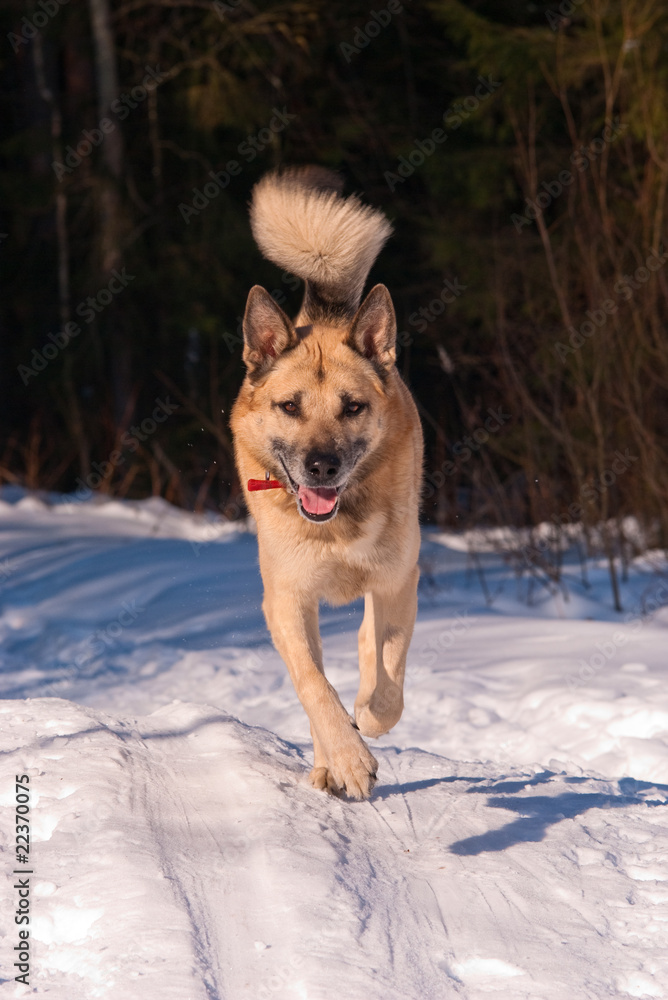 Running West Siberian Laika (Husky)