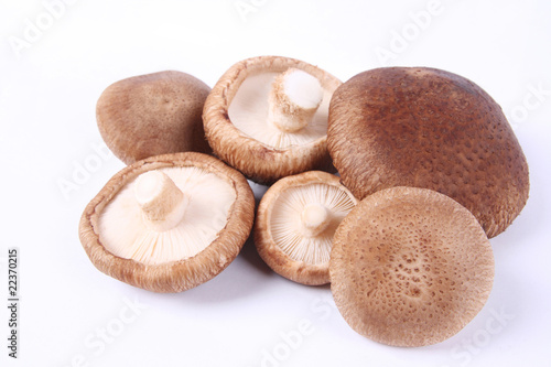 monkey head mushroom