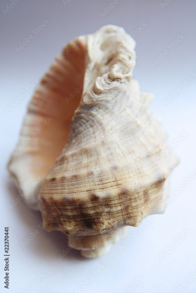 conch