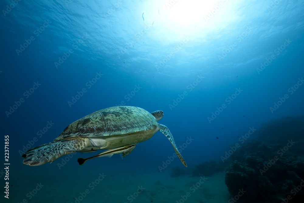 Female green turtle swimming Female green turtle swimming