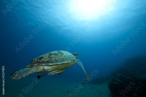 Female green turtle swimming © stephan kerkhofs