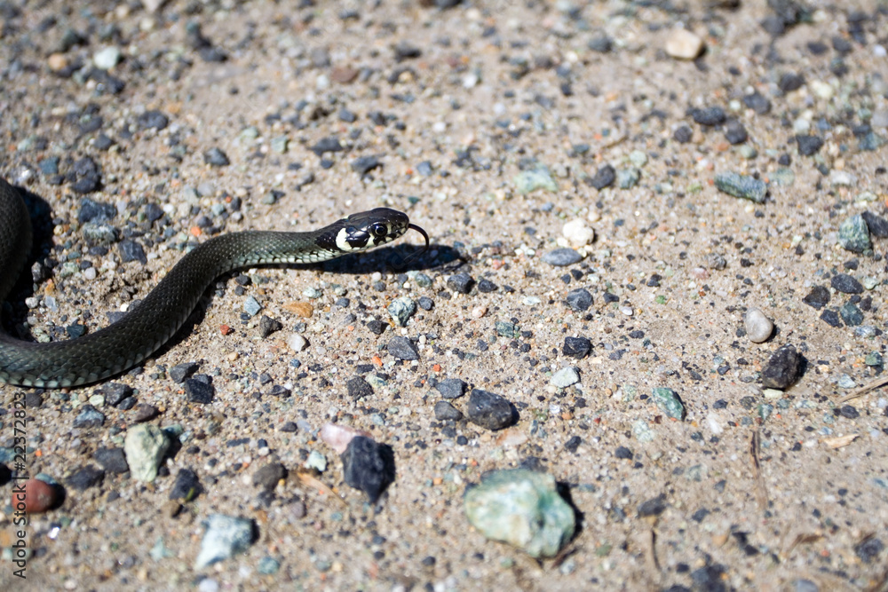 Grass snake(Natrix natrix) in natural environment Grass snake(Natrix natrix) in natural environment