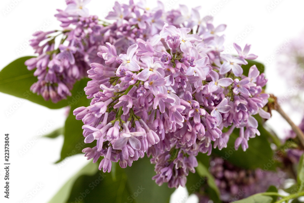 Obraz premium lilas