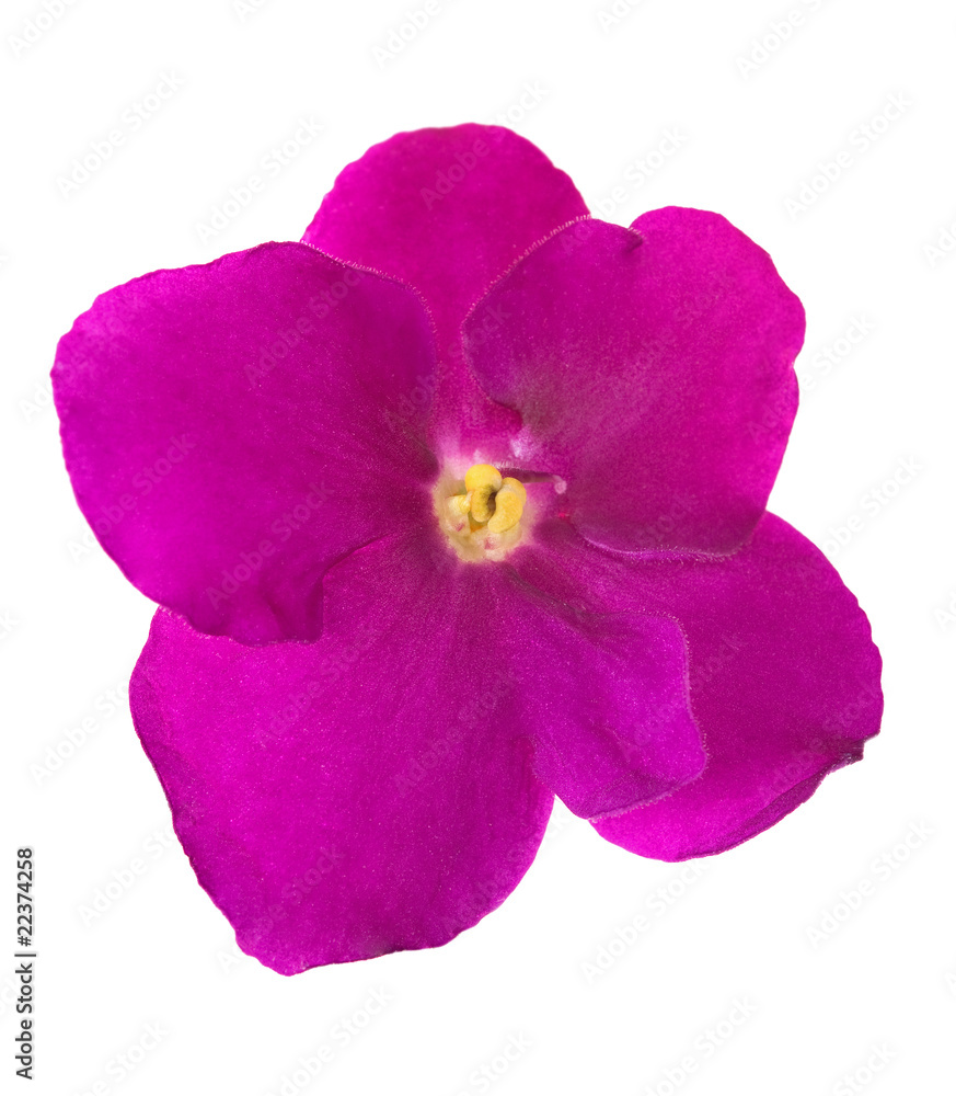 simple pink isolated violet