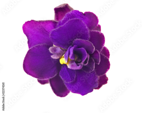Obraz na płótnie single dark violet flower on white