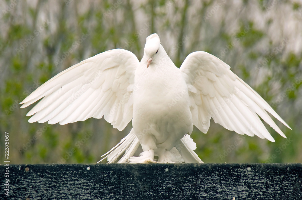 Weiße Pfautaube auf einem Dach StockFoto Adobe Stock